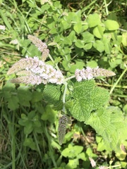 Mentha × rotundifolia