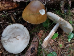 Amanita submembranacea