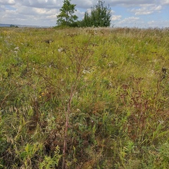 Peucedanum alsaticum