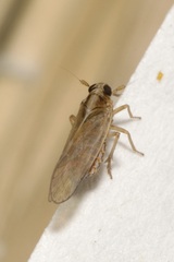 Laodelphax striatella
