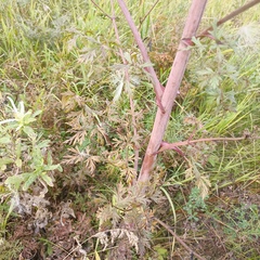 Peucedanum alsaticum