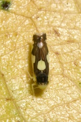 Eupteryx vittata
