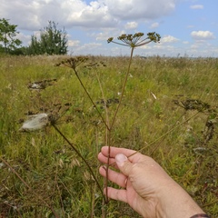 Peucedanum alsaticum