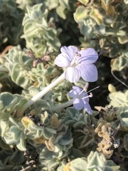 Barleria heterotricha