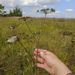 Peucedanum alsaticum