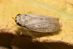 Allygidius abbreviatus