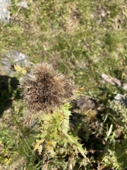 Cirsium spinosissimum