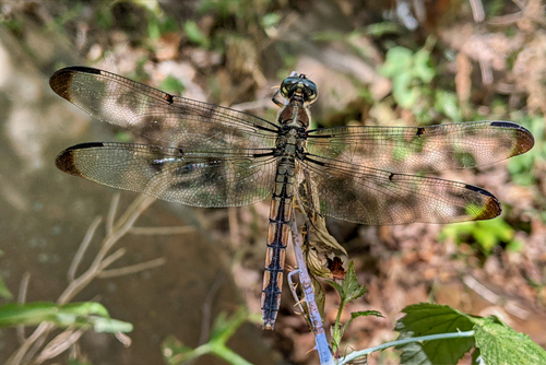 Great Blue Skimmer photographed in Connecticut
