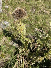 Cirsium spinosissimum