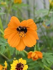 Bombus impatiens