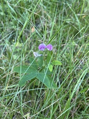 Lathyrus linifolius