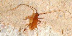 Hypexilis pallida