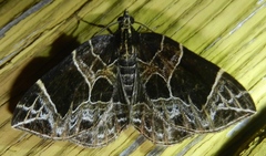 Gandaritis atricolorata