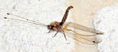 Ululodes macleayanus