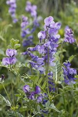 Vicia sosnowskyi