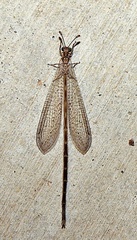 Peruveleon dorsalis