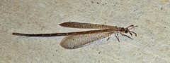 Peruveleon dorsalis