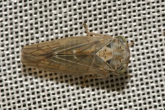 Idiocerus stigmaticalis