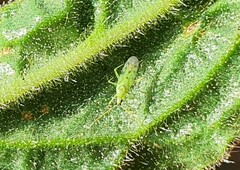Macrolophus costalis
