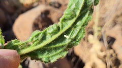 Macrolophus costalis