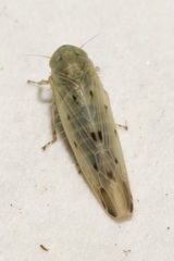 Balclutha punctata