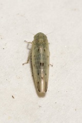 Balclutha punctata