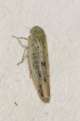 Balclutha punctata