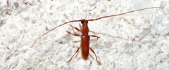 Hypexilis pallida