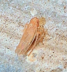 Graminella sonora