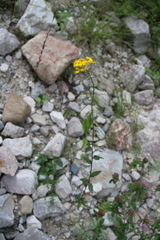 Erysimum aureum
