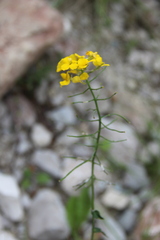 Erysimum aureum