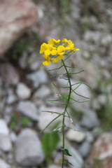 Erysimum aureum
