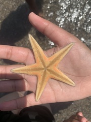 Astropecten jonstoni