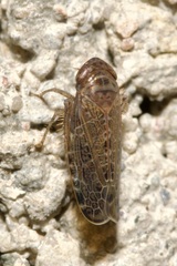Allygidius furcatus