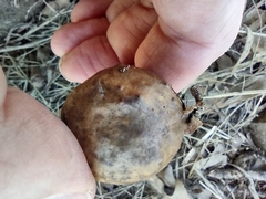 Amphibolips quercusinanis