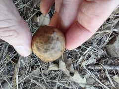 Amphibolips quercusinanis