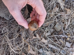 Amphibolips quercusinanis