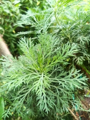 Senecio bipinnatisectus