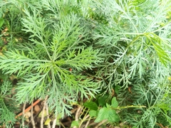 Senecio bipinnatisectus