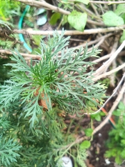 Senecio bipinnatisectus