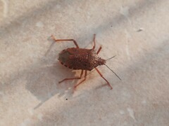 Apodiphus integriceps