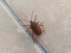 Apodiphus integriceps