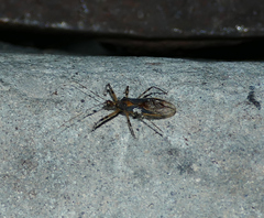 Castolus ferox