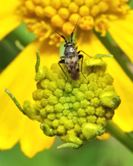 Spanagonicus albofasciatus