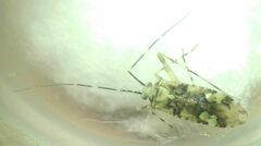 Phytocoris