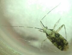 Phytocoris