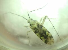 Phytocoris