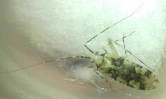 Phytocoris