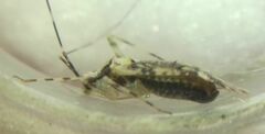 Phytocoris