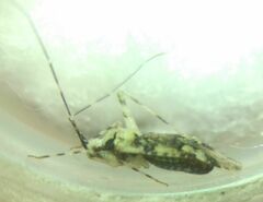Phytocoris